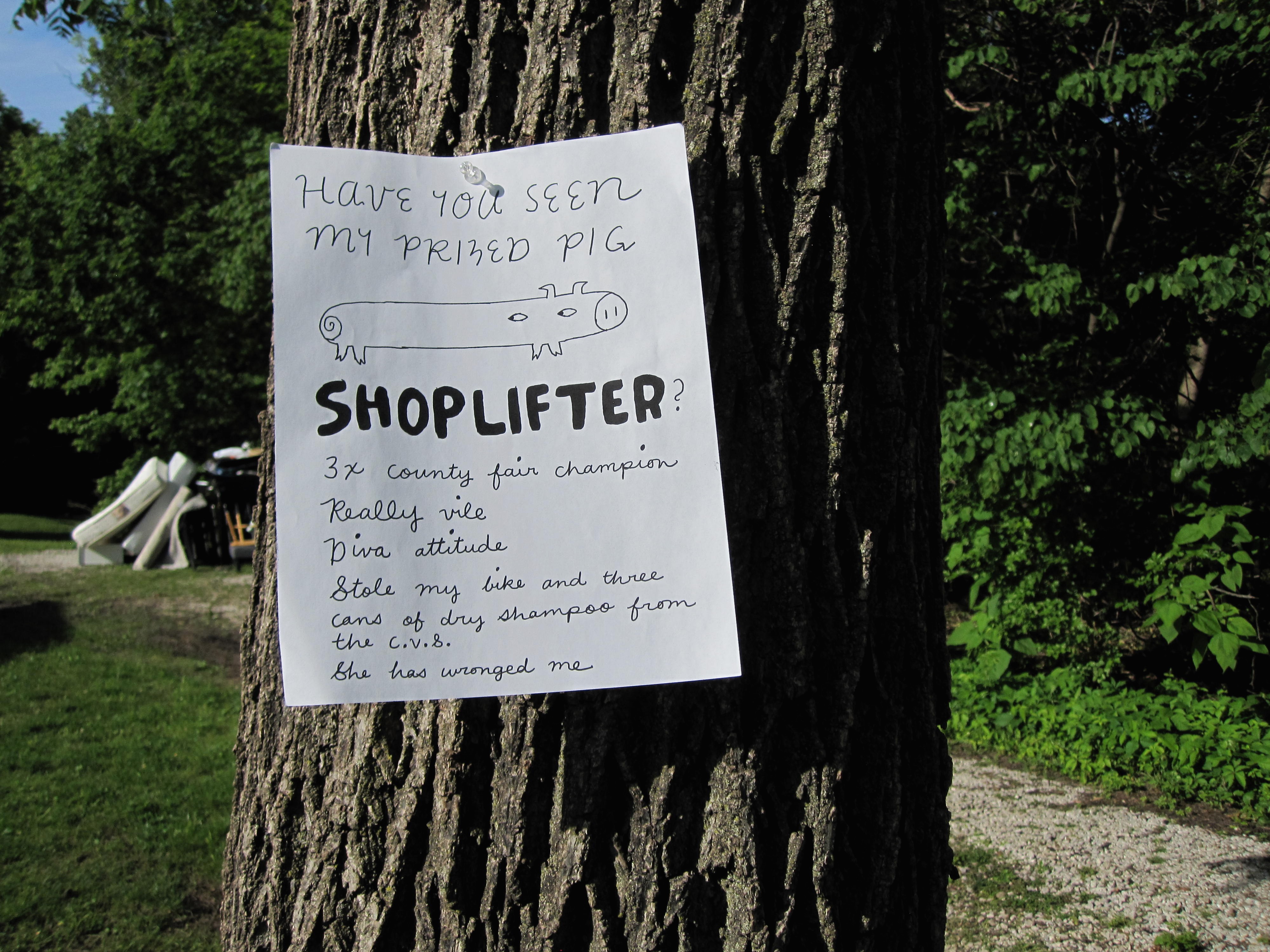 a flier about a missing pig is tacked up